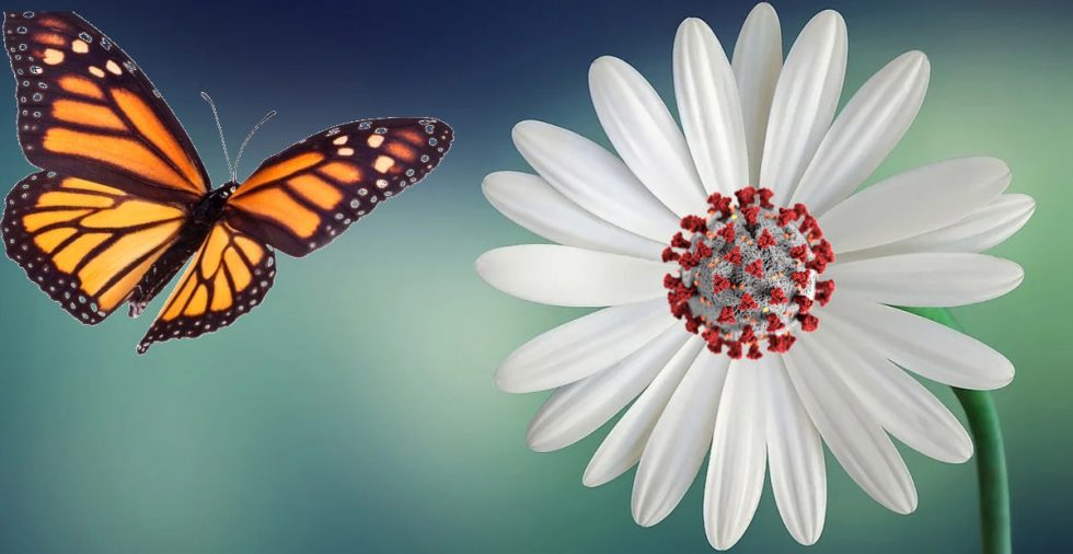 A close up of a flower
Description automatically generated